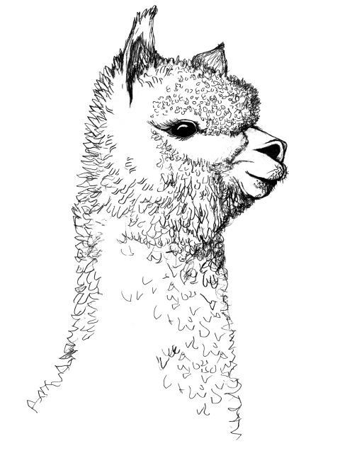 Alpaca 